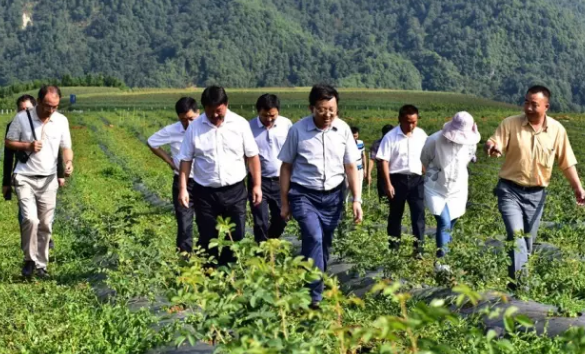 騰沖市市委書(shū)記楊正曉一行深入大馬士革玫瑰種植基地檢查指導(dǎo)工作
